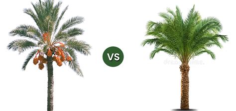 date tree  palm tree differences  comparison embracegardening