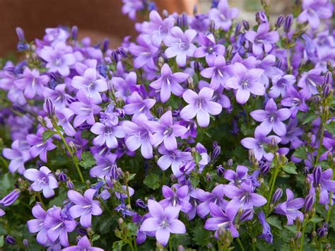purple flowers   garden saga