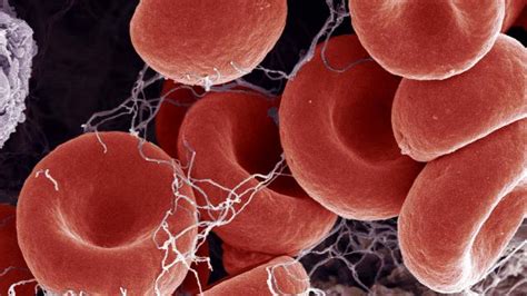 blood platelets definition health  beauty