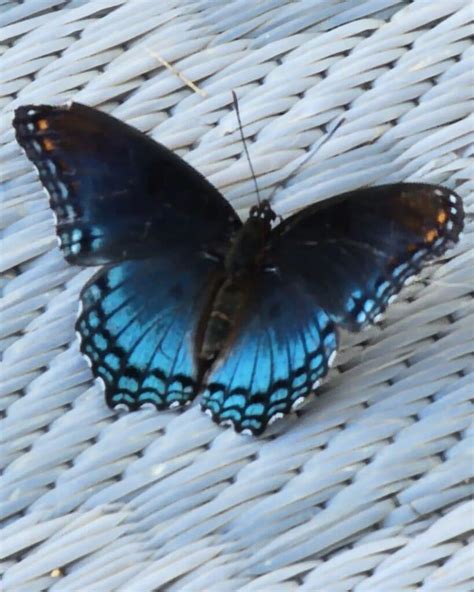 blue swallowtail butterfly learn  nature