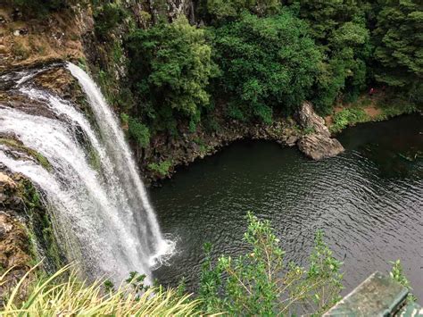 whangarei falls  perfect road trip stop  auckland  paihia