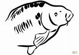 Carp Coloring Pages Fish Printable Categories Supercoloring sketch template