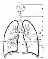 Respiratory Lungs System Anatomy Coloring Printable Worksheets Lung Pages Human Labeling Quiz Worksheet Kids Sheet Physiology Color Albanysinsanity Book Diagram sketch template