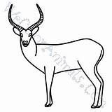 Antelope Draw Coloring Pages Click sketch template