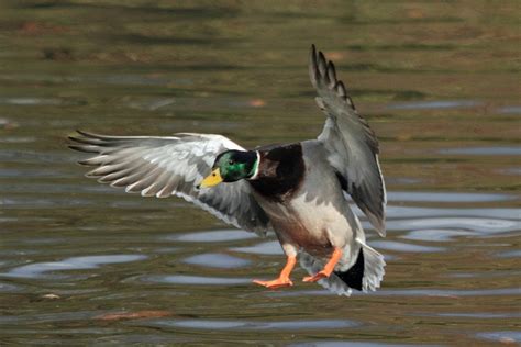 duck landing bird mallard pinterest