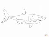 Coloring Shark Great Pages Drawing Real Sharks Sheet Life Conf Bpsc Printable sketch template