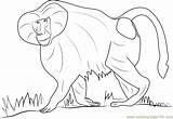 Baboon Hamadryas Coloringpages101 Baboons sketch template