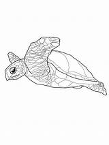 Turtle Sea Coloring Realistic Printable Pages Drawing Getdrawings sketch template