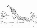 Coloring Centipede Pages Museprintables Printable Animal Color sketch template