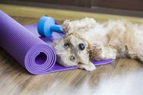 doga enjoy benefits  incorporating dogs  yoga classes
