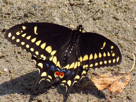 black swallowtail butterfly identification facts and pictures