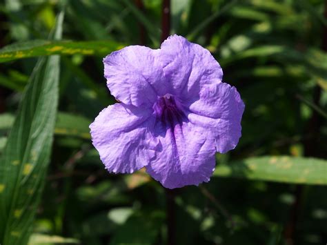 banco de imagens plantar flor roxa petala botanica flora flores