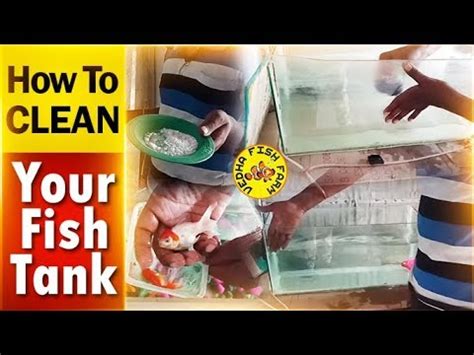 clean  aquarium fish tank youtube