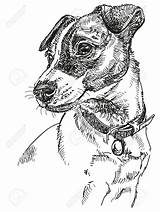 Jack Russel Dog Russell Terrier Drawing Vector Puppy Color Drawings Chien Portrait Illustration Hand Choose Board Dogs Clipart Sketch sketch template