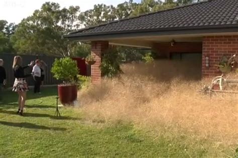giant tumbleweed hairy panic engulfs homes in small australian town