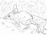 Bilby Coloring Greater Realistic Desert Pages Animals Printable Designlooter Main Supercoloring Drawing 08kb 768px 1024 Drawings Skip Categories sketch template