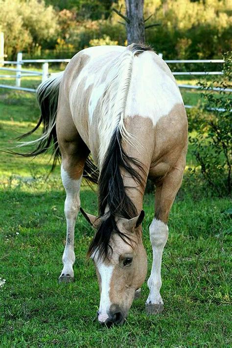 horse color galore tobiano images  pinterest american quarter horses appaloosa