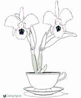 Coloring Orchid Pages Flower Printable Getcolorings Orchids Color Popular sketch template