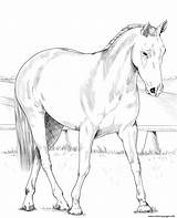 Coloring Horse Australian Stock Pages Horses Printable Print Book Categories sketch template