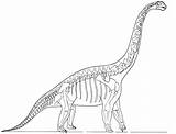 Coloring Dinosaur Fossil Pages Skeleton Getcolorings Getdrawings sketch template