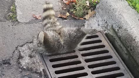 Is That A Raccoon Butt Duluth Police Free Stuck Critter Twin Cities
