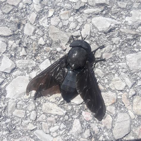 cool black insect     mix   bee  fly im  austin