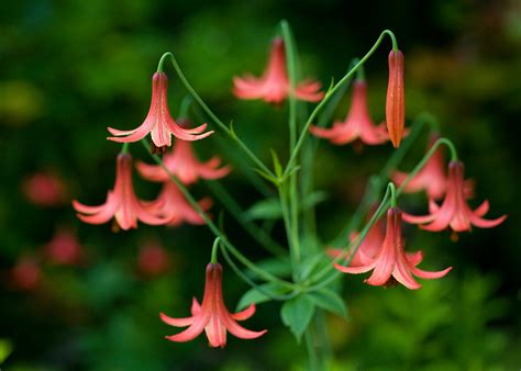 lilium canadense canada lily cranberry glades wilderness… flickr