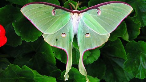 the luna moth is beautiful and common — but rarely seen howstuffworks
