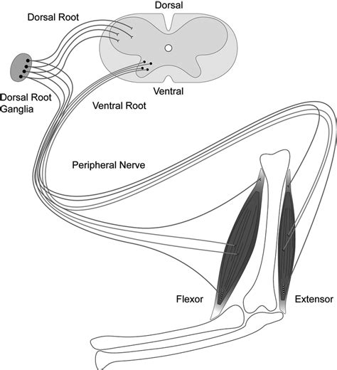 anatomy   neuromuscular system  neuromuscular system  scientific diagram
