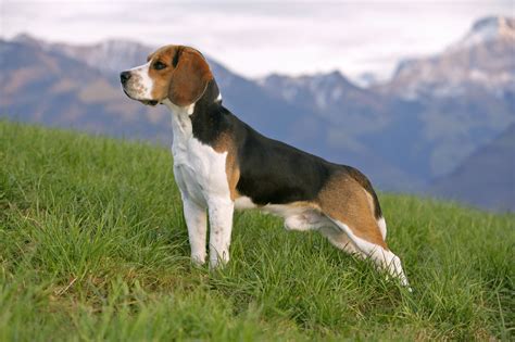 beagle dog breed characteristics care