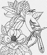 Bird Dewasa Mewarnai Pngwing Burung Adult W7 Corrine Cabana Sketsa Daun sketch template
