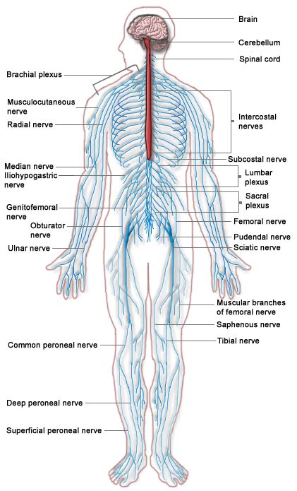 Introduction To The Autonomic Nervous System Boundless Anatomy And