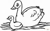 Swan Coloring Pages Baby Olds Year Swans Color Two Cartoon Sheet Printable Kids Print Drawing Clipart Paper Animals Birds sketch template