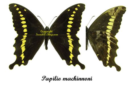 Papilio Mackinnoni Insect Collector S Shop