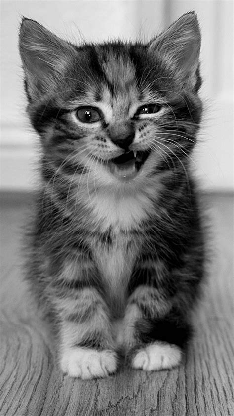 Funny Kitten The Iphone Wallpapers