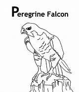 Falcon Coloring sketch template