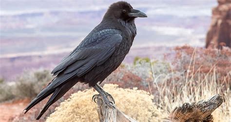 common raven life history all about birds cornell lab of ornithology
