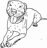 Coloring Pages Pitbull Dog Getcolorings Savage Portuguese Water Template sketch template
