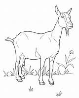 Coloring Pages Goat Domestic Animals Colouring Goats Printable Color Animal Farm Realistic Sheets Drawing Kids Choose Board sketch template