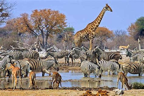 african safari alternatives  dont cost  fortune lonely planet