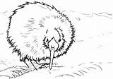 Kiwi Bird Coloring Wombat Drawing Getcolorings Printable Getdrawings Pages sketch template