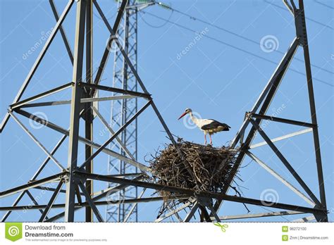 stork  nest stock photo image  power voltage high