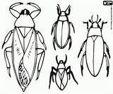 Insectos Kolorowanki Quatro Besouros Cztery Różne Kevers Quatre Vier Diversi Coleotteri Escarabajos Owady Kleurplaten Insecten Insectes Insetti Diferents Insecto Quattro sketch template