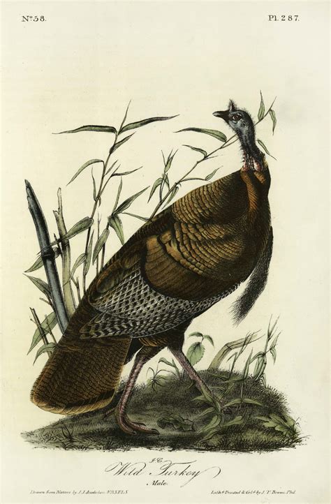 audubon s wild turkey male art source international