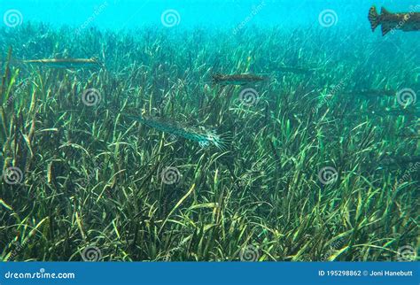 school  gar fish  rainbow river stock photo image  diver aquatic