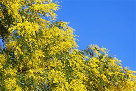 acacia dealbata mimosa tree caragh nurseries