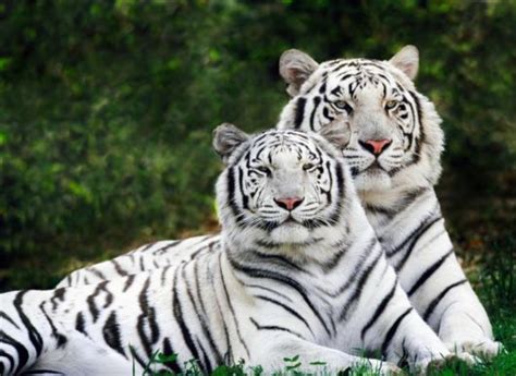 virginiablog beautiful rare white tiger