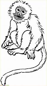 Monyet Mewarnai Kids Squirrel Monkeys Clipart Bestcoloringpagesforkids Colorare Marimewarnai Animals Getdrawings Tk Paud Designlooter Coloringme sketch template