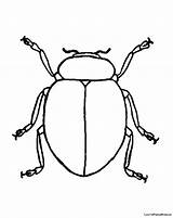 Beetle Coloring Pages Printable Colouring Color Bug Getdrawings Japanese Scarab Cartoon Getcoloringpages Getcolorings sketch template