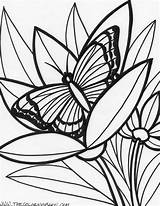 Rainforest Coloring Pages Tropical Butterfly Unusual Printable Forest Print Rain Comment Leave Getcolorings Getdrawings Color Rai sketch template
